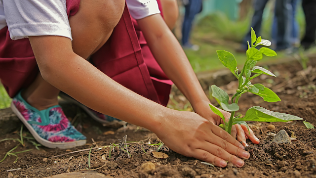 Pessoa a plantar uma pequena àrvore ou planta