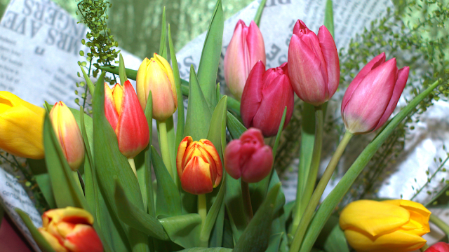 Tulipas coloridas a simbolizar a chegada da primavera Bouquet de tulipas coloridas em tons de rosa, vermelho e amarelo a representar a primavera