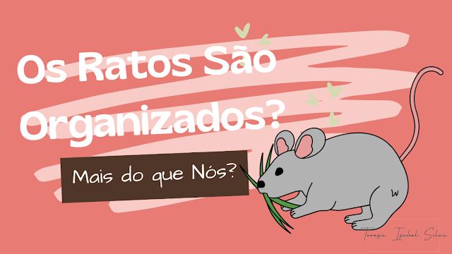 Imagem de um rato com ervas na boca ao lado a questão "Os ratos são organizados? Mais do que nós?"