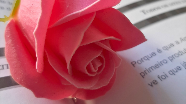 Rosa pousada sobre um livro - transtorno de personalidade borderline