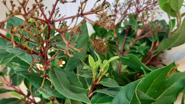 Folhas verdes frescas representando a natureza e sustentabilidade.
